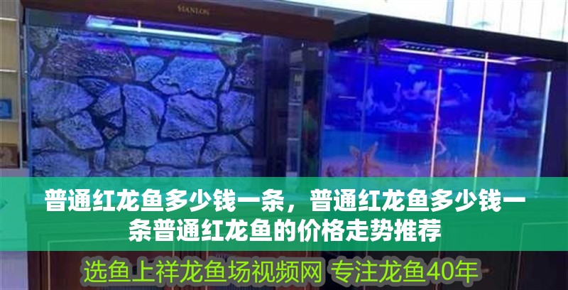 普通紅龍魚多少錢一條，普通紅龍魚多少錢一條普通紅龍魚的價格走勢推薦