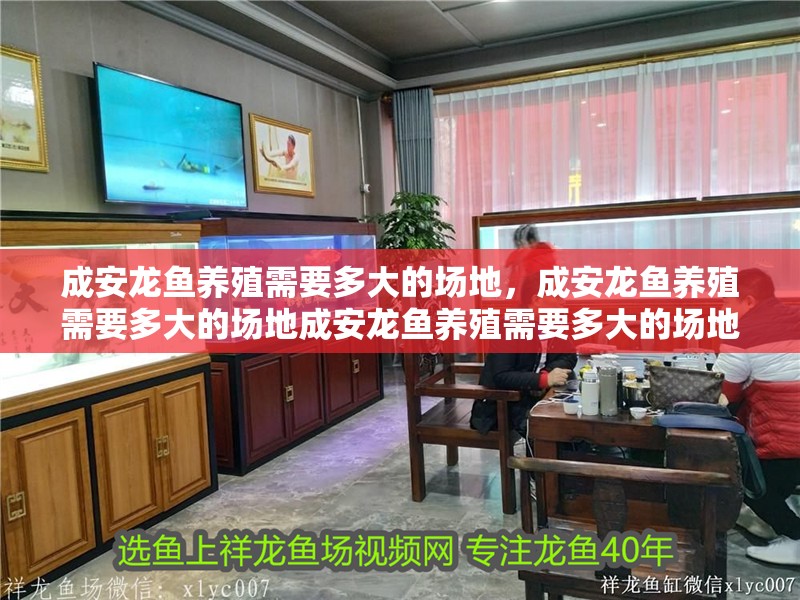 成安龍魚養殖需要多大的場地，成安龍魚養殖需要多大的場地成安龍魚養殖需要多大的場地