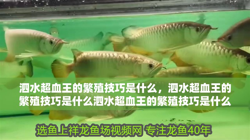泗水超血王的繁殖技巧是什么，泗水超血王的繁殖技巧是什么泗水超血王的繁殖技巧是什么