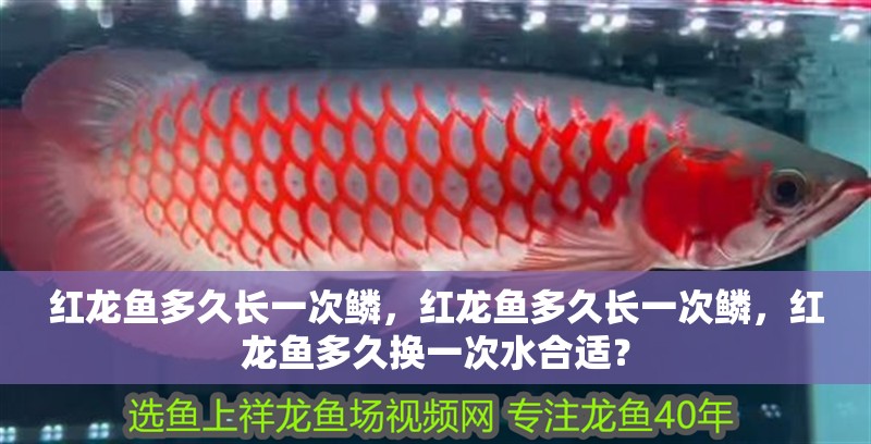 紅龍魚多久長一次鱗，紅龍魚多久長一次鱗，紅龍魚多久換一次水合適？