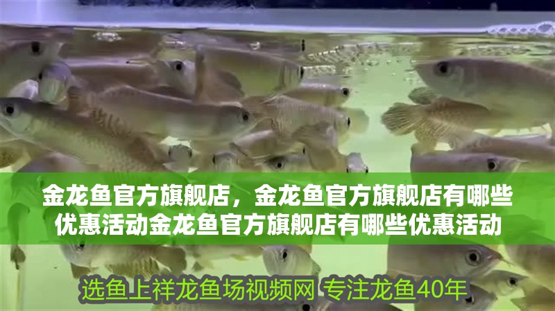 金龍魚官方旗艦店，金龍魚官方旗艦店有哪些優惠活動金龍魚官方旗艦店有哪些優惠活動