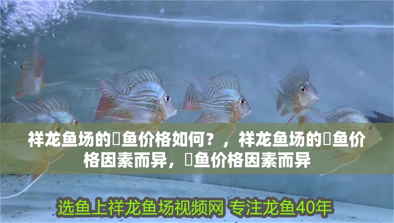 祥龍魚(yú)場(chǎng)的魟魚(yú)價(jià)格如何？，祥龍魚(yú)場(chǎng)的魟魚(yú)價(jià)格因素而異，魟魚(yú)價(jià)格因素而異