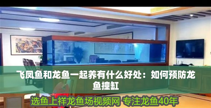 飛鳳魚和龍魚一起養有什么好處:如何預防龍魚撞缸 龍魚百科 第2張 飛鳳魚和龍魚一起養有什么好處:如何預防龍魚撞缸 飛鳳魚和龍魚一起養有什么好處:如何預防龍魚撞缸 龍魚百科 第2張