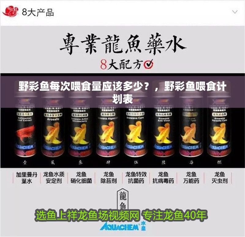 野彩魚每次喂食量應該多少？，野彩魚喂食計劃表