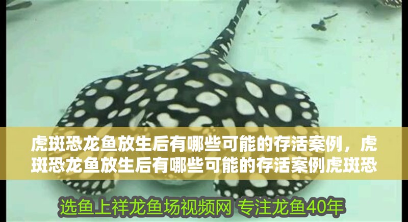 虎斑恐龍魚放生后有哪些可能的存活案例，虎斑恐龍魚放生后有哪些可能的存活案例虎斑恐龍魚在哪些水域可能