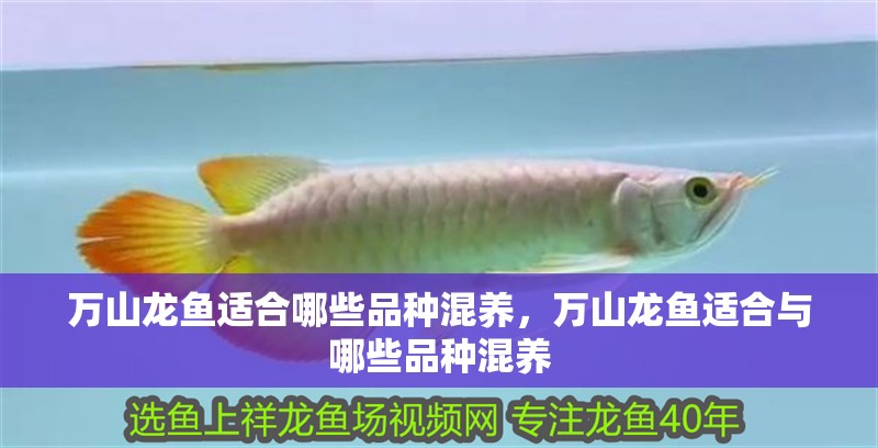 萬山龍魚適合哪些品種混養(yǎng)，萬山龍魚適合與哪些品種混養(yǎng)