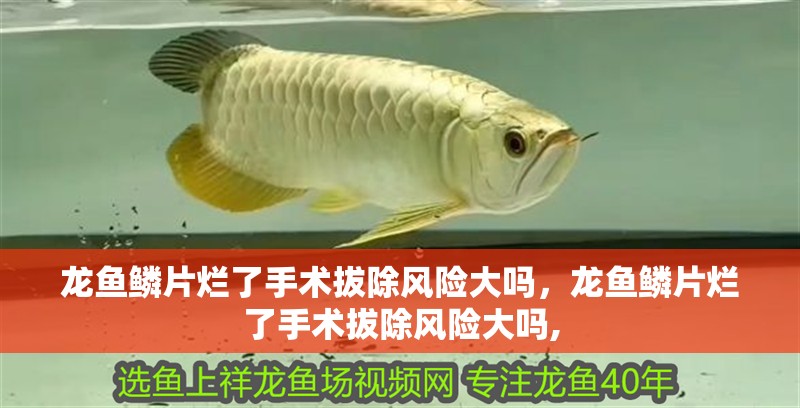 龍魚鱗片爛了手術(shù)拔除風(fēng)險(xiǎn)大嗎，龍魚鱗片爛了手術(shù)拔除風(fēng)險(xiǎn)大嗎,
