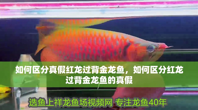 如何區分真假紅龍過背金龍魚，如何區分紅龍過背金龍魚的真假