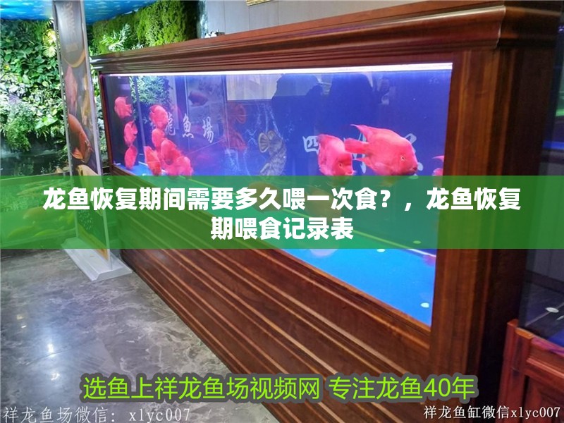 龍魚恢復期間需要多久喂一次食？，龍魚恢復期喂食記錄表