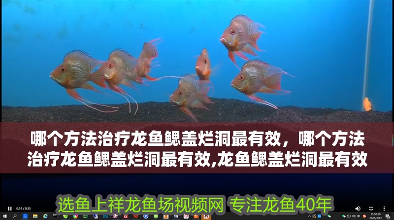 哪個(gè)方法治療龍魚鰓蓋爛洞最有效，哪個(gè)方法治療龍魚鰓蓋爛洞最有效,龍魚鰓蓋爛洞最有效