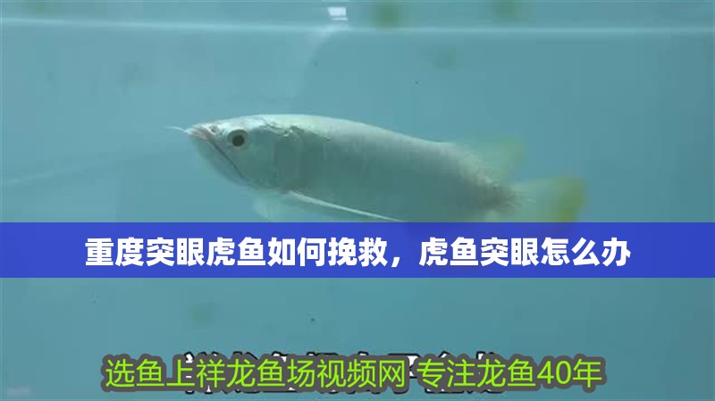 重度突眼虎魚如何挽救，虎魚突眼怎么辦