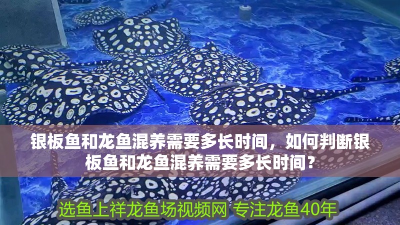 銀板魚和龍魚混養(yǎng)需要多長時間，如何判斷銀板魚和龍魚混養(yǎng)需要多長時間？