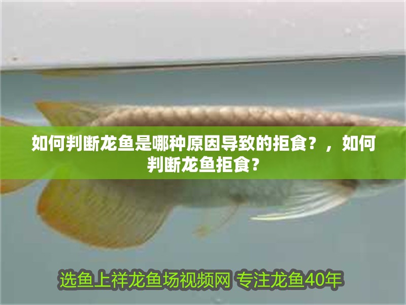 如何判斷龍魚是哪種原因?qū)е碌木苁常浚绾闻袛帻堲~拒食？