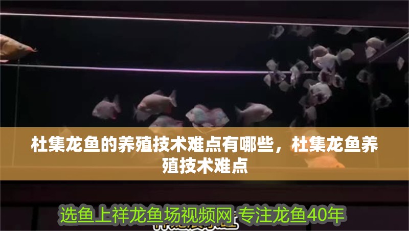 杜集龍魚的養殖技術難點有哪些，杜集龍魚養殖技術難點