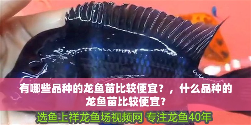 有哪些品種的龍魚(yú)苗比較便宜？，什么品種的龍魚(yú)苗比較便宜？