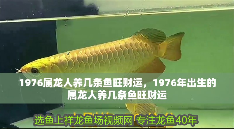 1976屬龍人養(yǎng)幾條魚(yú)旺財(cái)運(yùn)，1976年出生的屬龍人養(yǎng)幾條魚(yú)旺財(cái)運(yùn)
