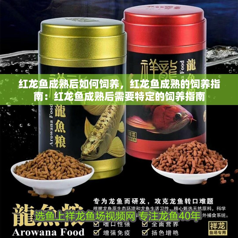 紅龍魚成熟后如何飼養，紅龍魚成熟的飼養指南：紅龍魚成熟后需要特定的飼養指南