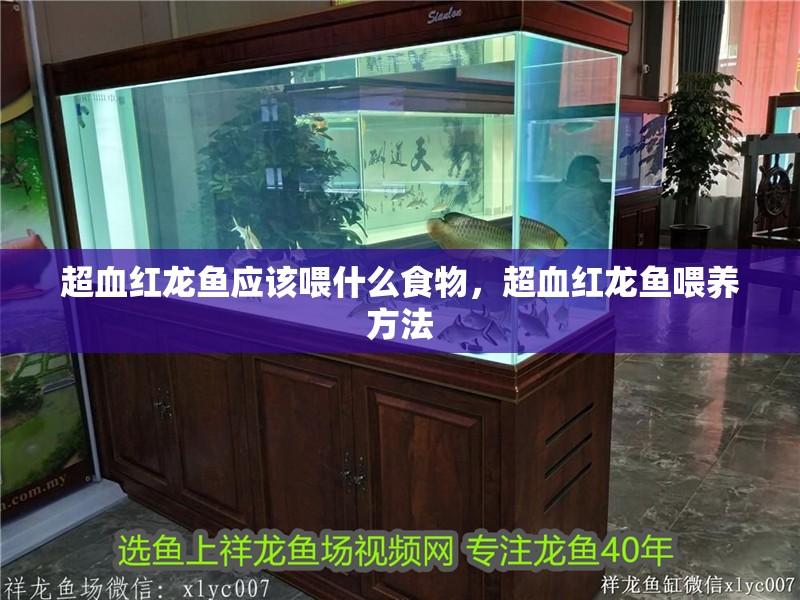 超血紅龍魚應該喂什么食物，超血紅龍魚喂養方法