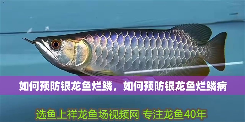 如何預(yù)防銀龍魚爛鱗，如何預(yù)防銀龍魚爛鱗病