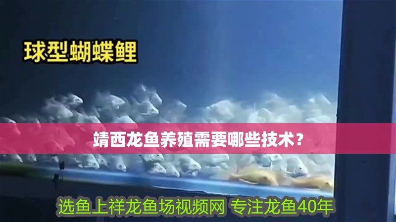 靖西龍魚養殖需要哪些技術？