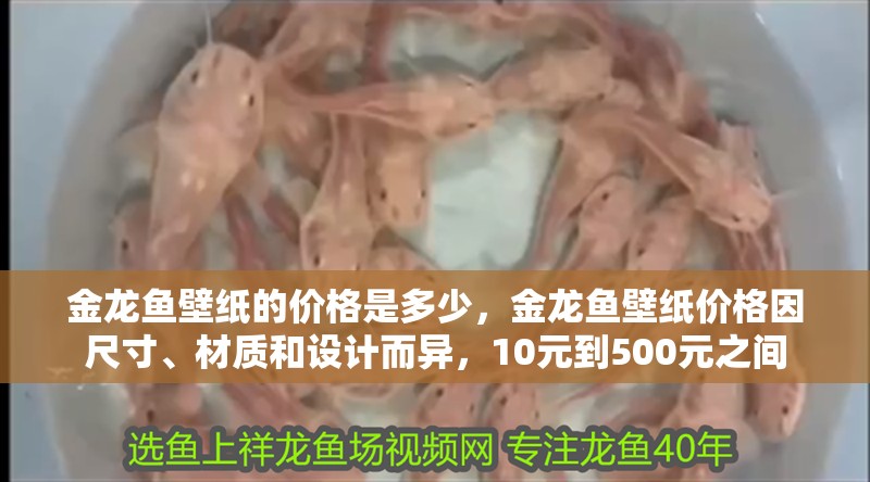 金龍魚壁紙的價格是多少，金龍魚壁紙價格因尺寸、材質和設計而異，10元到500元之間