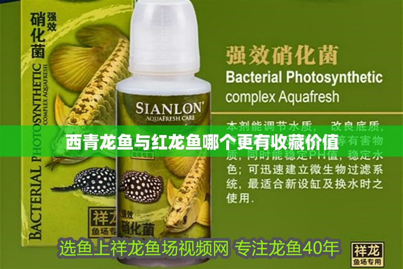 西青龍魚與紅龍魚哪個更有收藏價值