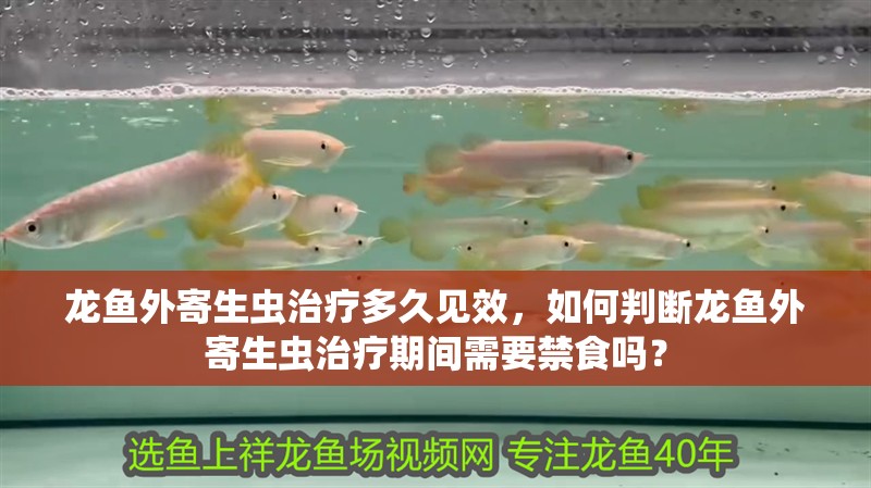 龍魚外寄生蟲治療多久見效，如何判斷龍魚外寄生蟲治療期間需要禁食嗎？