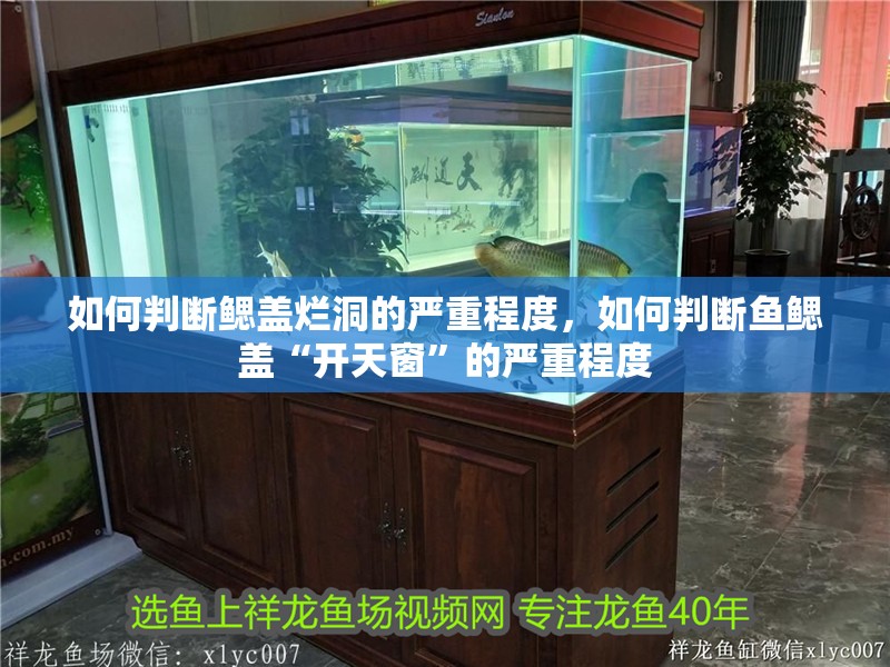 如何判斷鰓蓋爛洞的嚴(yán)重程度，如何判斷魚鰓蓋“開天窗”的嚴(yán)重程度