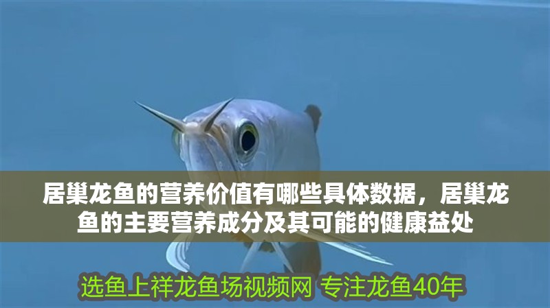 居巢龍魚的營養(yǎng)價值有哪些具體數(shù)據(jù)，居巢龍魚的主要營養(yǎng)成分及其可能的健康益處