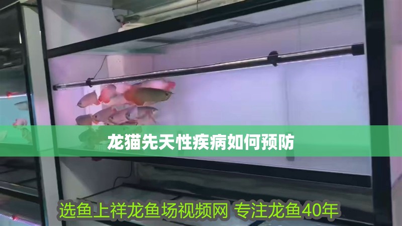 龍貓先天性疾病如何預防
