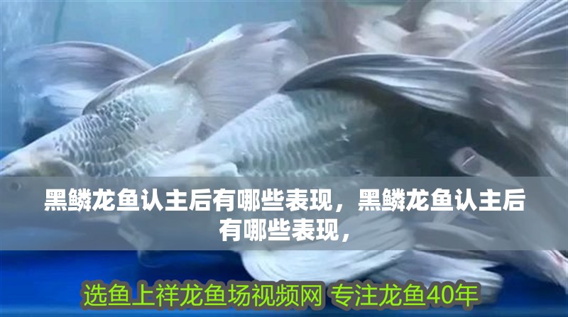 黑鱗龍魚認主后有哪些表現，黑鱗龍魚認主后有哪些表現，