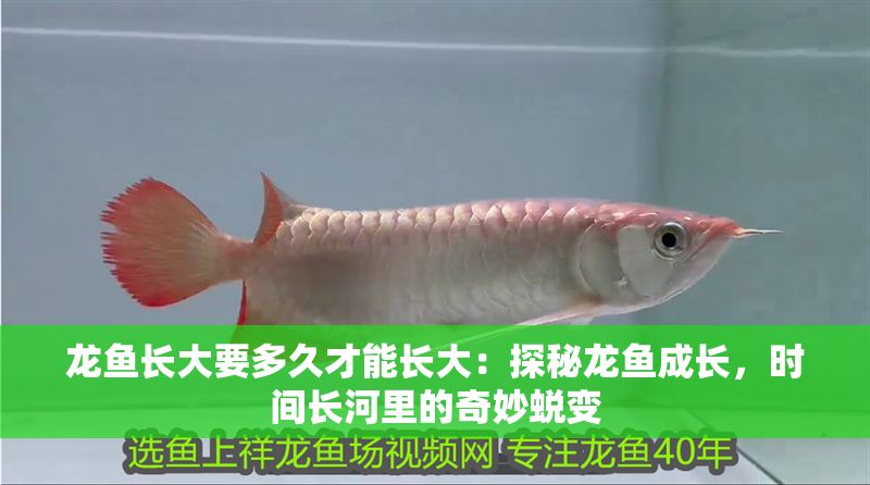 龍魚長大要多久才能長大：探秘龍魚成長，時間長河里的奇妙蛻變