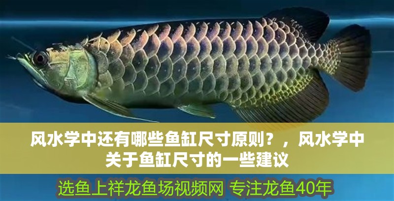風水學中還有哪些魚缸尺寸原則？，風水學中關于魚缸尺寸的一些建議