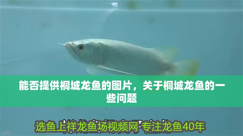 能否提供桐城龍魚的圖片，關于桐城龍魚的一些問題