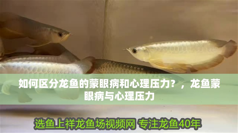 如何區分龍魚的蒙眼病和心理壓力？，龍魚蒙眼病與心理壓力
