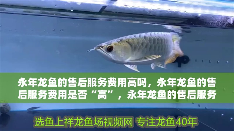 永年龍魚的售后服務費用高嗎，永年龍魚的售后服務費用是否“高”，永年龍魚的售后服務費用高嗎