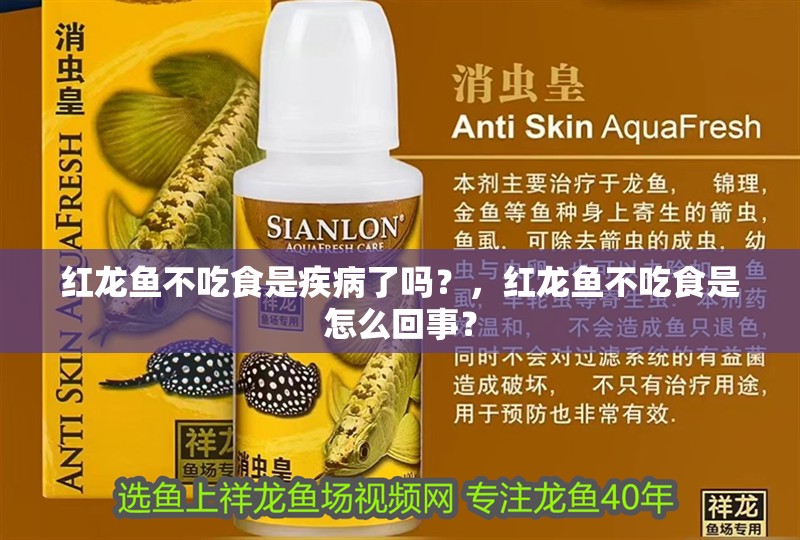 紅龍魚不吃食是疾病了嗎？，紅龍魚不吃食是怎么回事？
