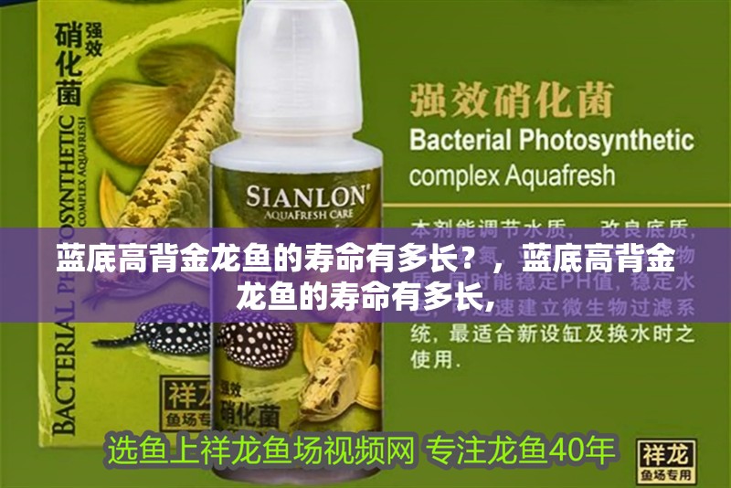 藍(lán)底高背金龍魚的壽命有多長(zhǎng)？，藍(lán)底高背金龍魚的壽命有多長(zhǎng),