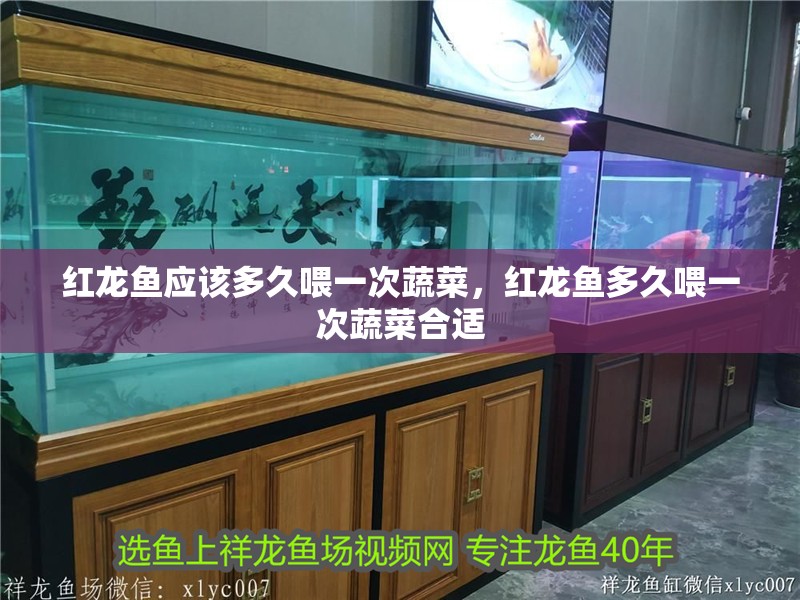 紅龍魚應該多久喂一次蔬菜，紅龍魚多久喂一次蔬菜合適