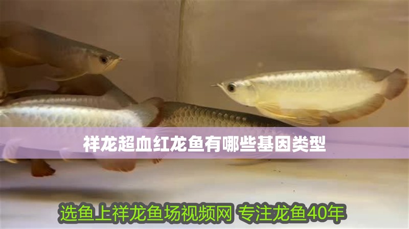 祥龍超血紅龍魚有哪些基因類型