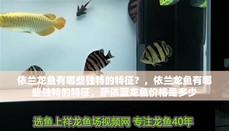 依蘭龍魚有哪些獨特的特征？，依蘭龍魚有哪些獨特的特征，薩依藍龍魚價格是多少