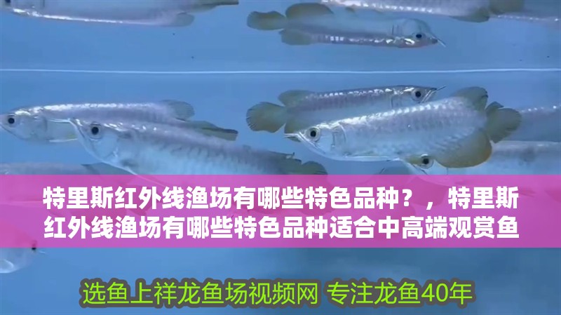 特里斯紅外線漁場有哪些特色品種？，特里斯紅外線漁場有哪些特色品種適合中高端觀賞魚
