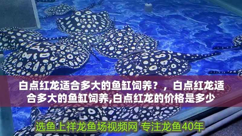 白點紅龍適合多大的魚缸飼養(yǎng)？，白點紅龍適合多大的魚缸飼養(yǎng),白點紅龍的價格是多少