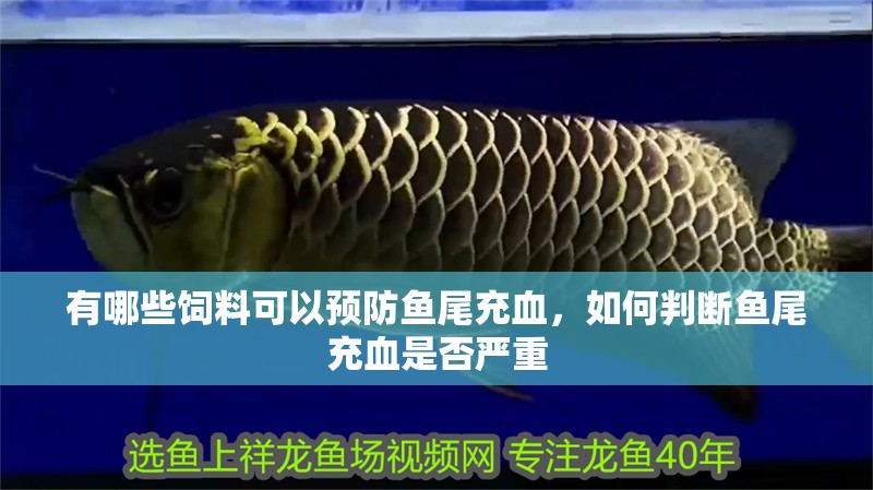 有哪些飼料可以預防魚尾充血，如何判斷魚尾充血是否嚴重