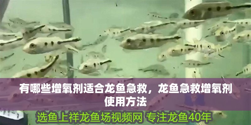 有哪些增氧劑適合龍魚(yú)急救，龍魚(yú)急救增氧劑使用方法