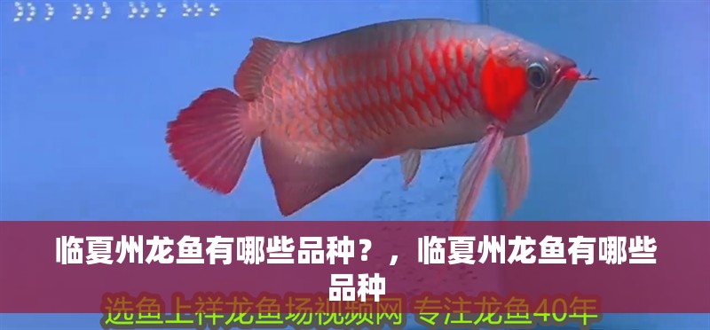 臨夏州龍魚有哪些品種？，臨夏州龍魚有哪些品種