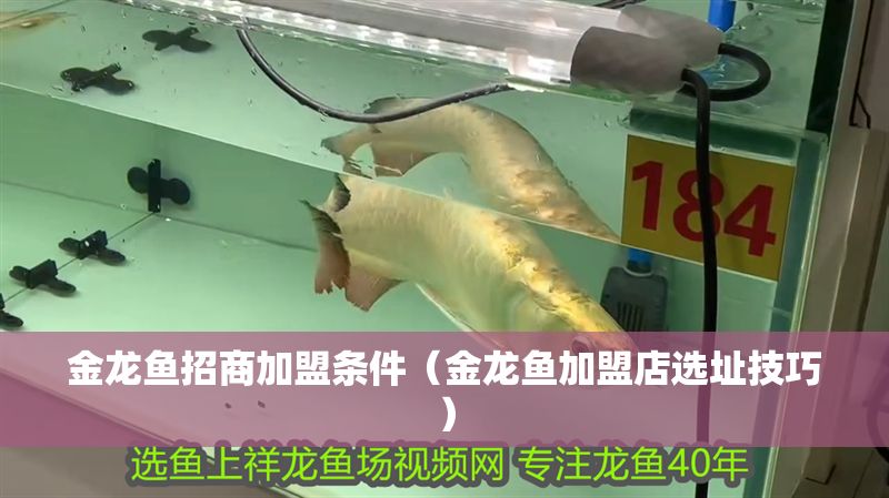 金龍魚招商加盟條件（金龍魚加盟店選址技巧）