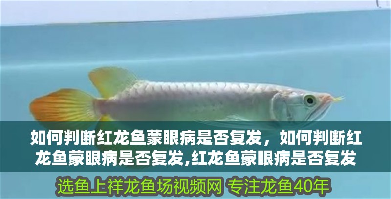 如何判斷紅龍魚蒙眼病是否復發，如何判斷紅龍魚蒙眼病是否復發,紅龍魚蒙眼病是否復發