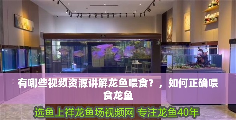 有哪些視頻資源講解龍魚喂食？，如何正確喂食龍魚