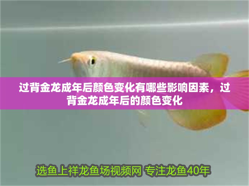 過背金龍成年后顏色變化有哪些影響因素，過背金龍成年后的顏色變化